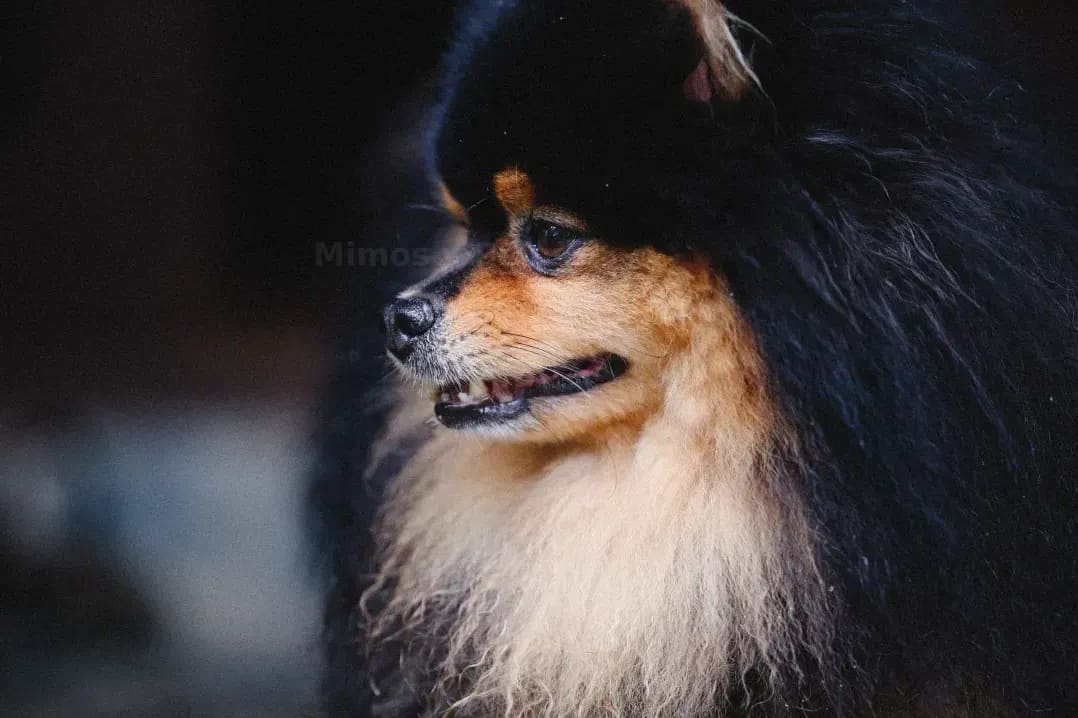 Mimos y Pelos 4